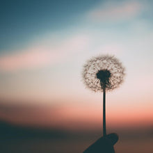 Load image into Gallery viewer, Yin: A Sleep CBD Tincture